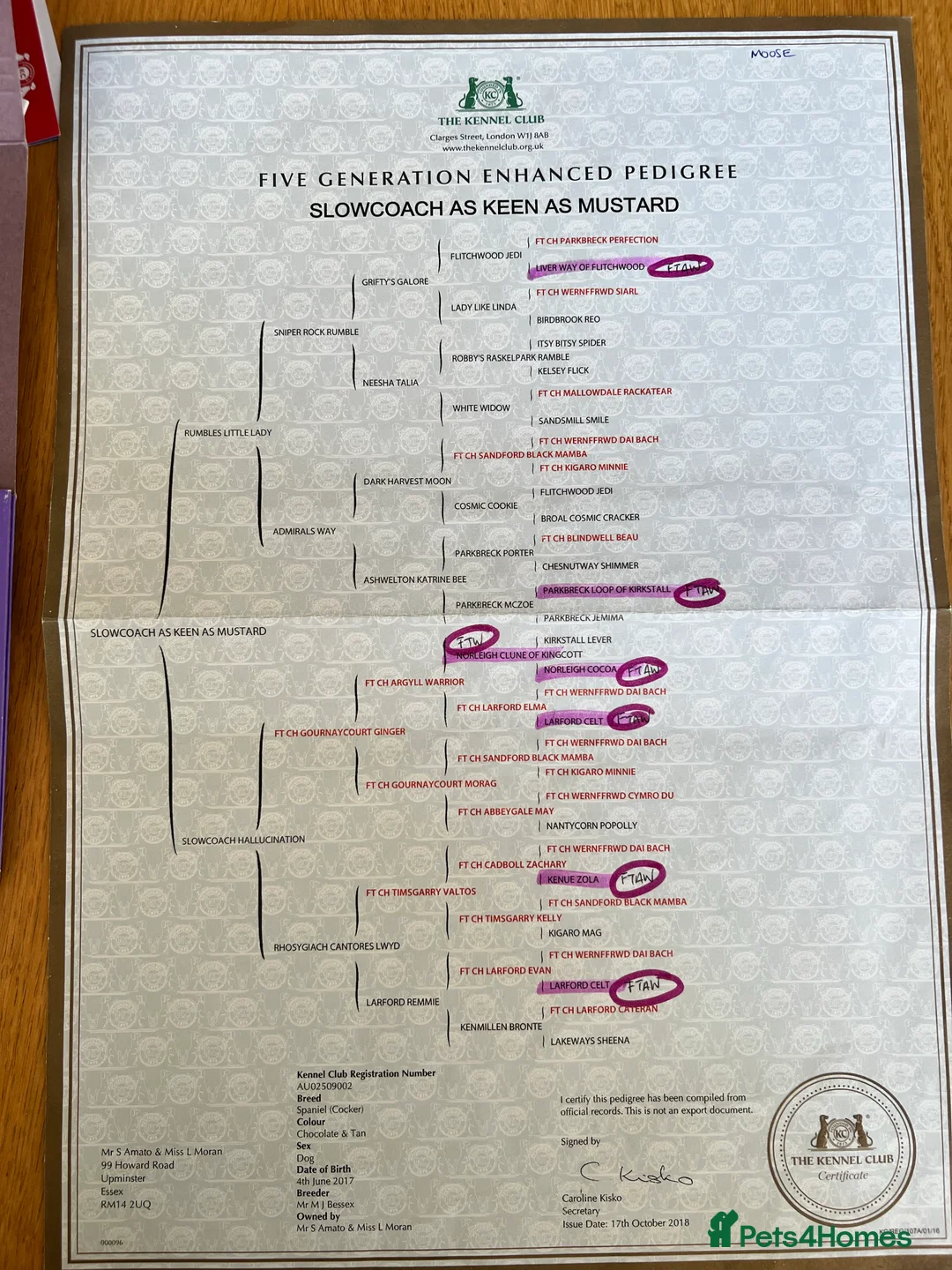 Cocker Spaniel dogs for stud: Proven Stud - Working Cocker Spaniel in Middlewich - Advert 6