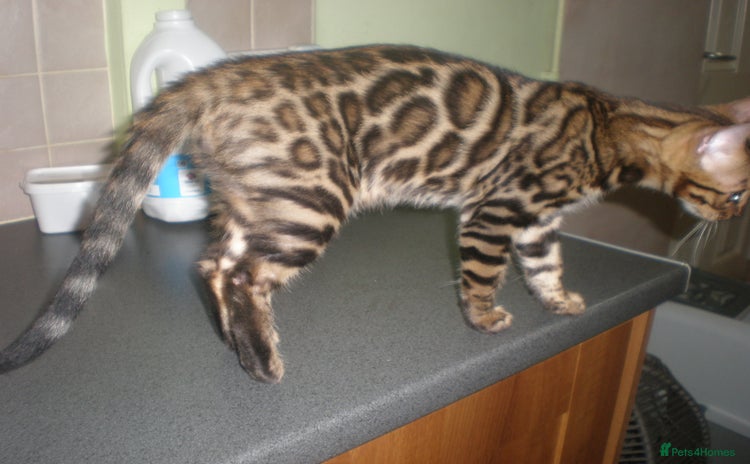 Bengal cats in Manchester - Advert 1