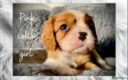 Cavalier King Charles Spaniel dogs for sale: Lovingly raised Blenheim Cavaliers  - Image 19