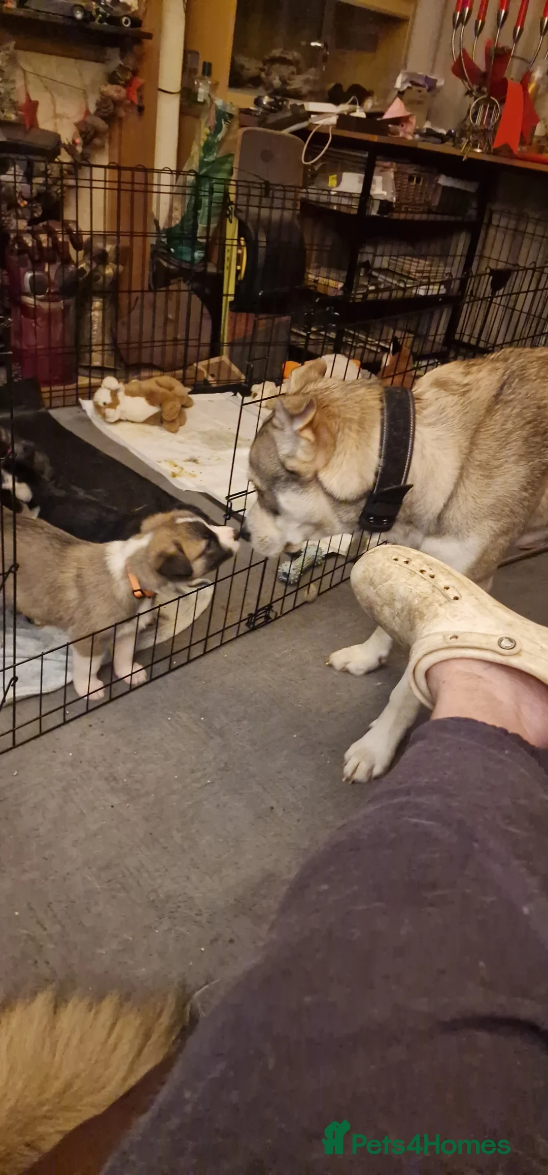 Mixed Breed dogs for sale: Caucasian Shepsky puppies for sale. - Advert 10