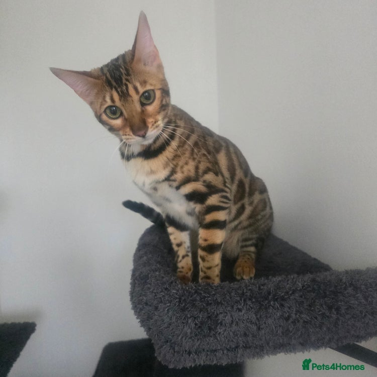 Bengal cats SBT TICA F5 Bengal Queen-Must Be Rehomed by March  - Advert 6