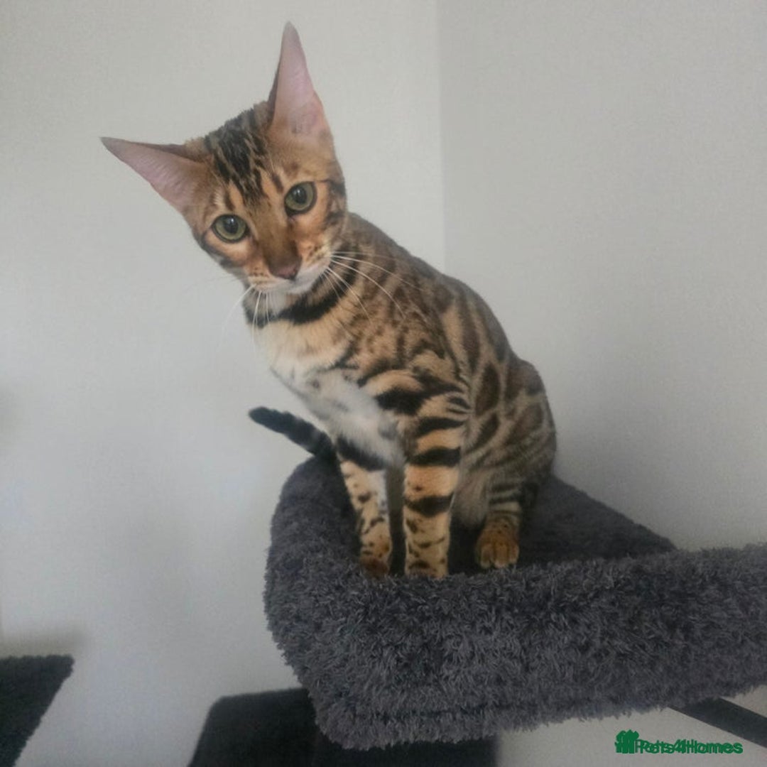 Bengal cats for sale: SBT TICA F5 Bengal Queen-Must Be Rehomed by March  - Advert 1