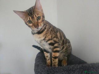 Bengal cats SBT TICA F5 Bengal Queen-Must Be Rehomed by 20/12 - Advert 8