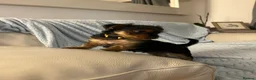 Yorkshire Terrier dogs for sale: READY TO LEAVE..YORKSHIRE TERRIERS in Bolton - Advert 3