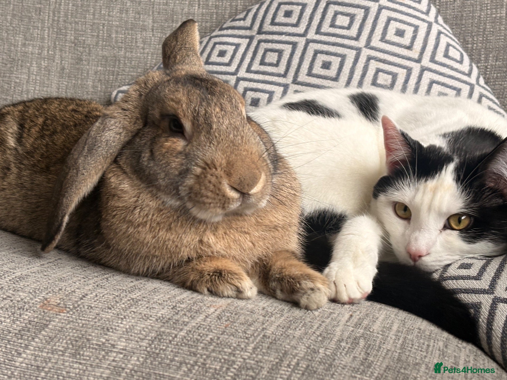 Mixed Breed rabbits Bunnie for re-homing   - Advert 2