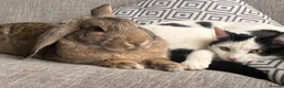 Mixed Breed rabbits for sale: Bunnie for re-homing   in Margate - Advert 1