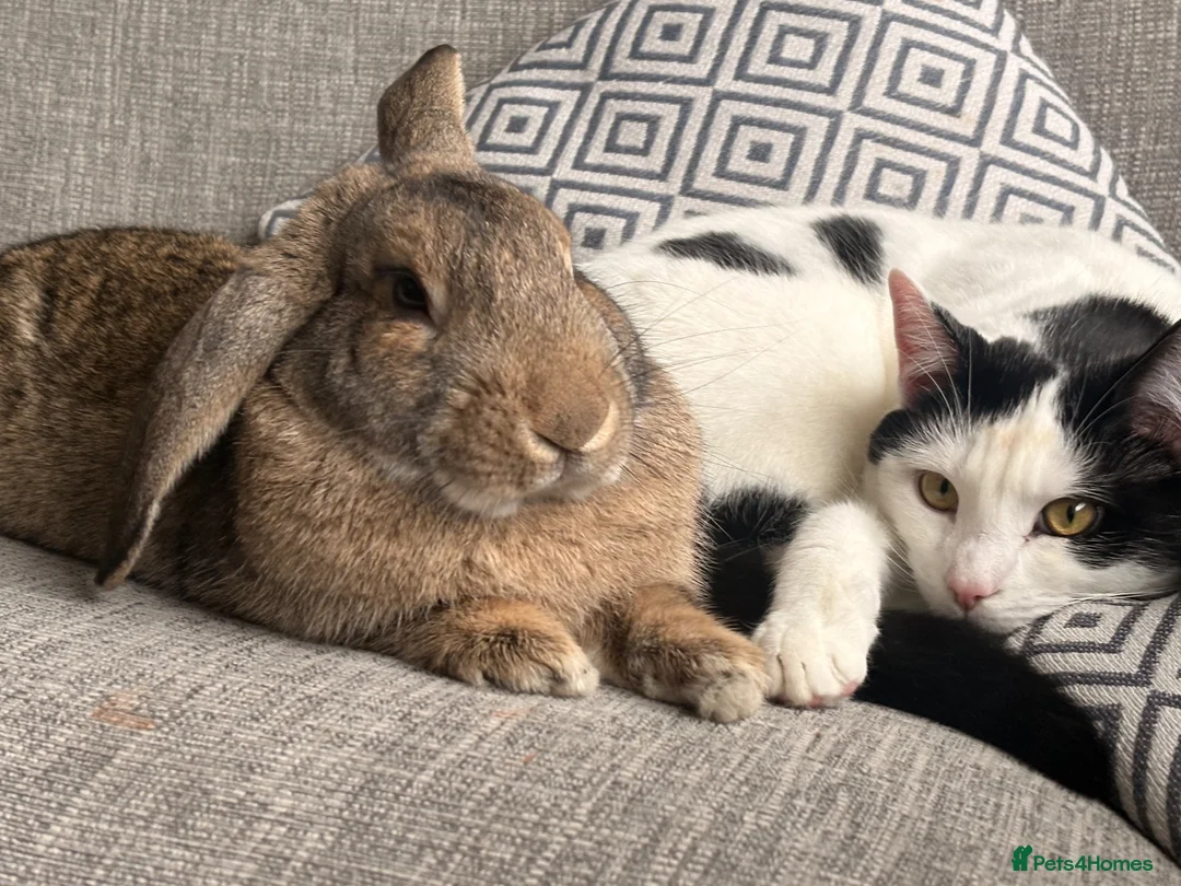 Mixed Breed rabbits for sale: Bunnie for re-homing   in Margate - Advert 1