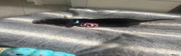 Miniature Dachshund dogs for sale: Beautiful miniature dachshund puppies  - Advert 24