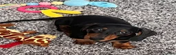 Miniature Dachshund dogs for sale: Female Minature Dachshund  - Advert 8