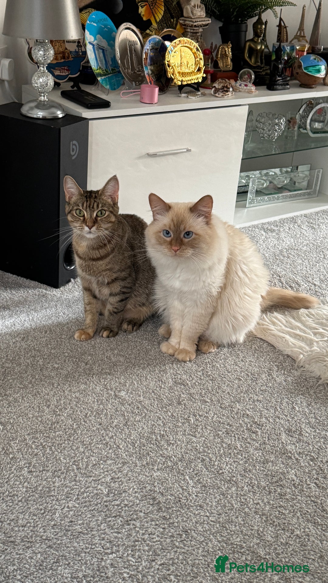 Mixed Breed cats for sale: Siberian mix kitten-Beautiful Ginger girls - Advert 3