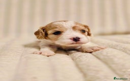 Cavapoo dogs for sale: Adorable Cavapoo Pups fully health tested parents - Image 35