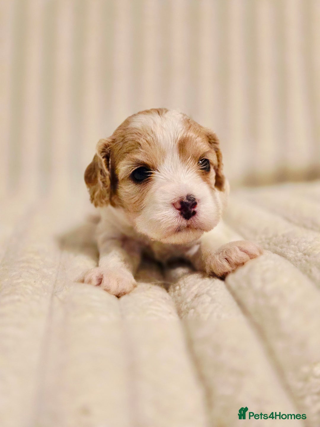 Cavapoo dogs for sale: Adorable Cavapoo Pups fully health tested parents - Image 35