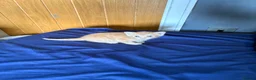 Mixed Breed cats for sale: 3 kittens for sale  - Advert 24