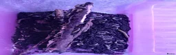 Millipedes invertebrates for sale: Bumble Millipede Colony – 50+ Mixed Sizes – £50 - Advert 3