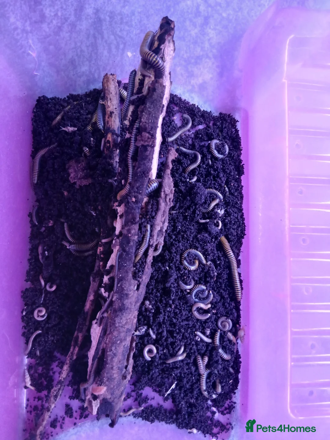 Millipedes invertebrates for sale: Bumble Millipede Colony – 50+ Mixed Sizes – £50 - Advert 3