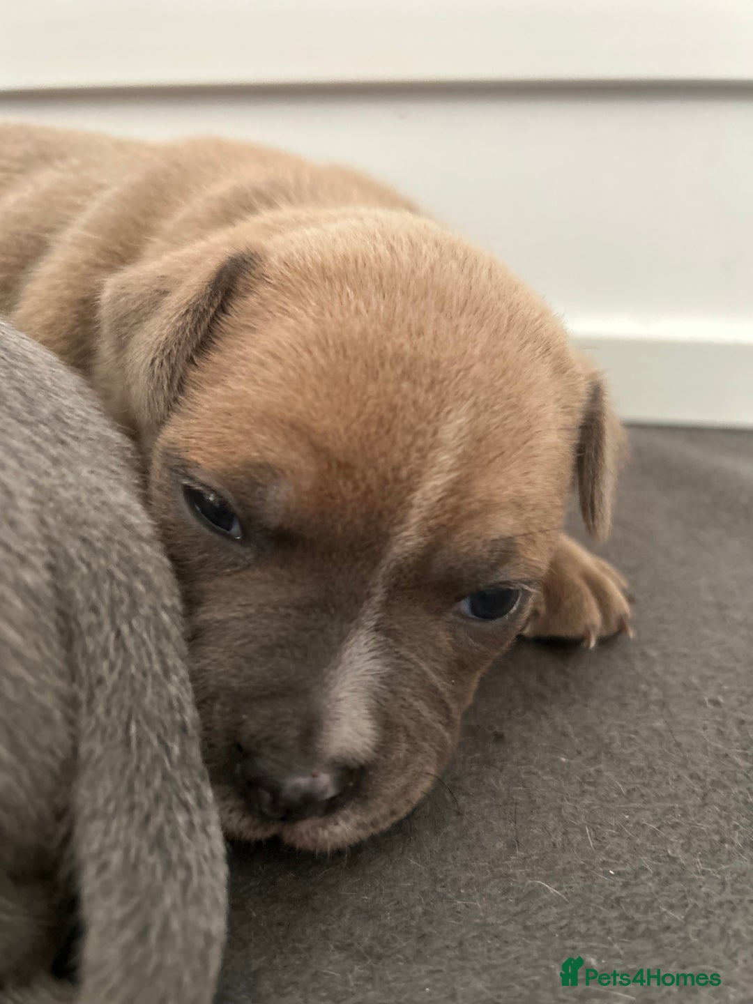 Staffordshire Bull Terrier dogs for sale: KC REG STAFFORDSHIRE BULL TERRIER PUPS - Image 10