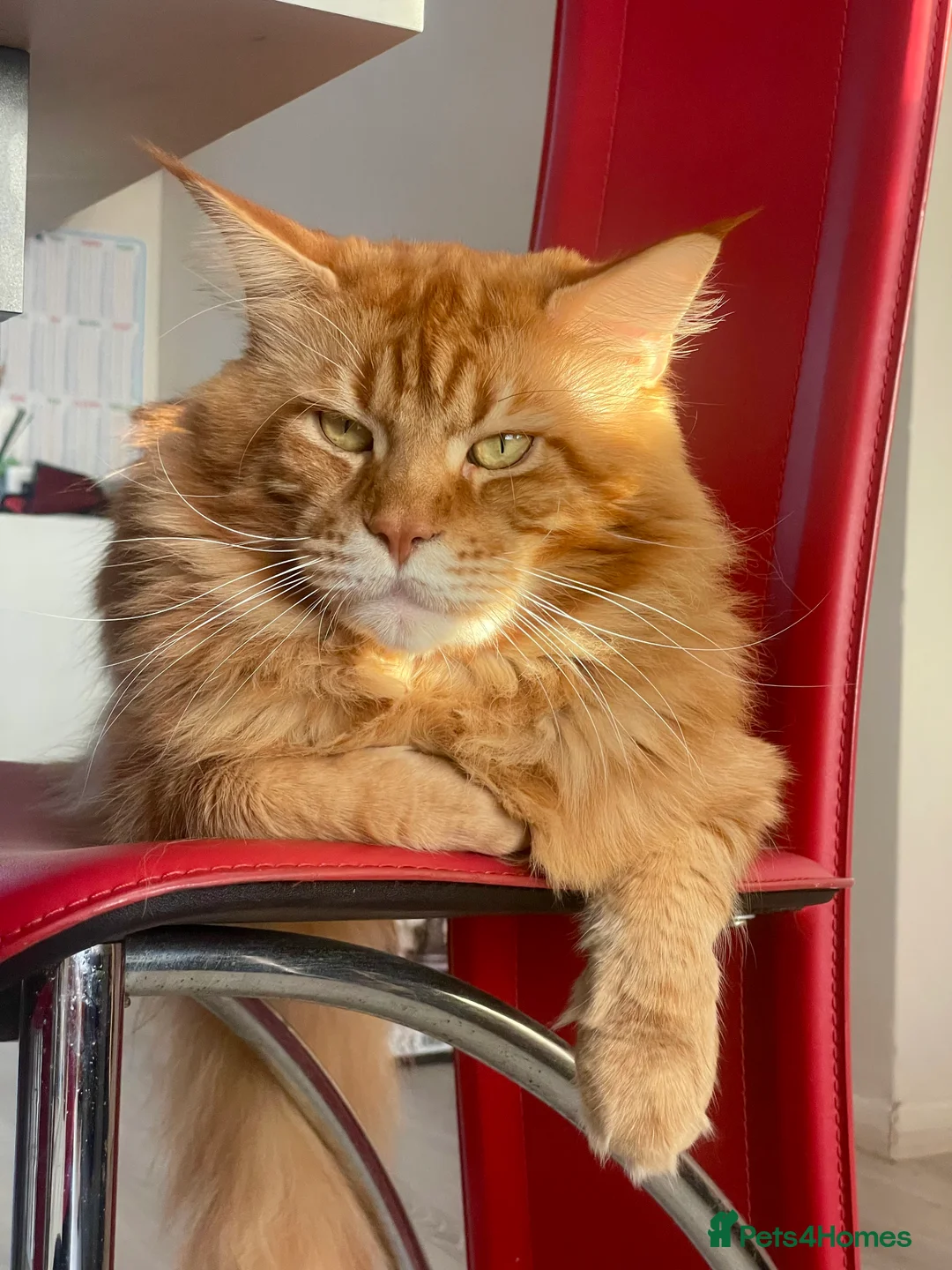 Maine Coon cats for sale: Ginger maine coon kittens- Little suns( 23.12.25) - Advert 7