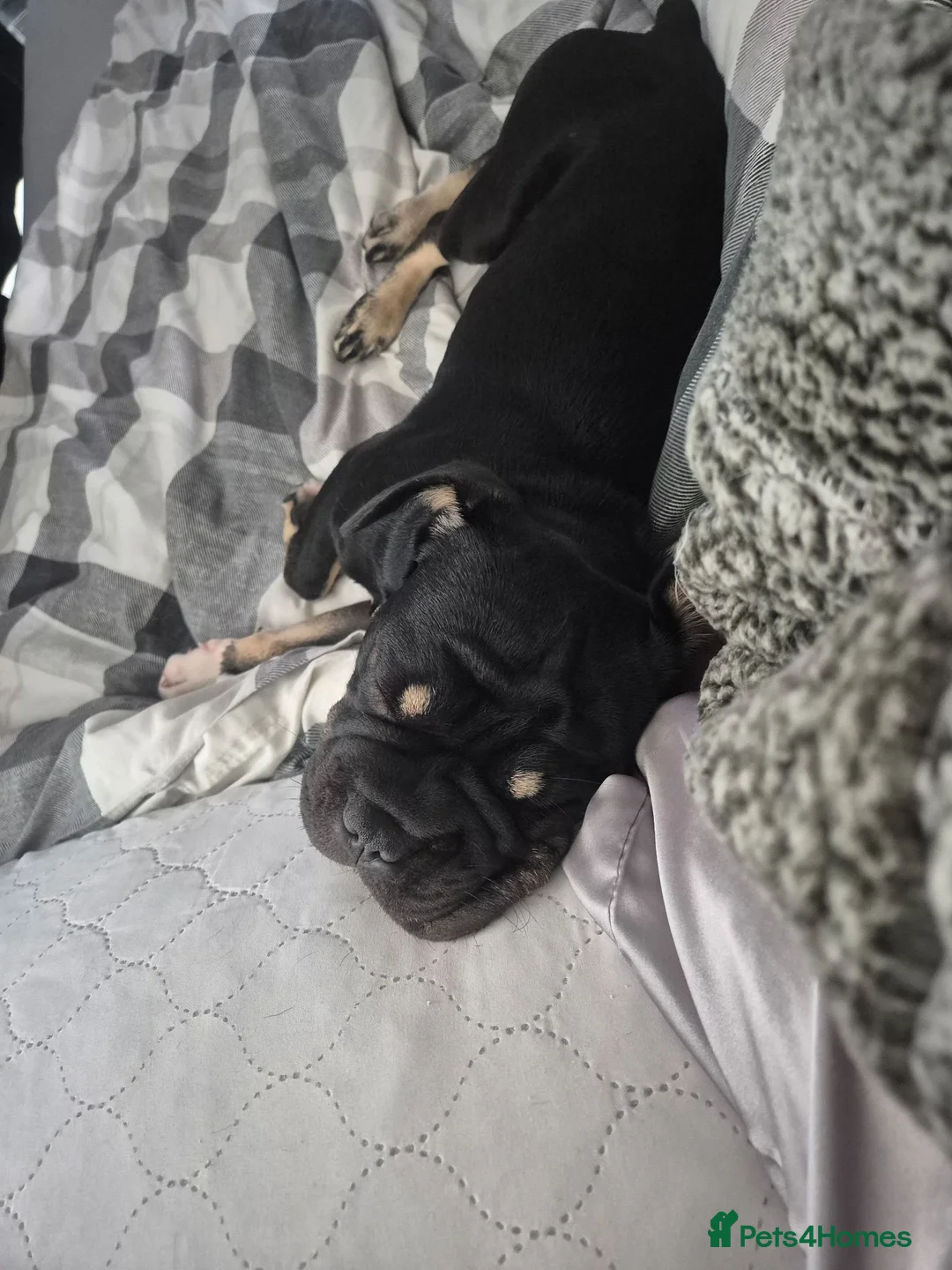 Mixed Breed dogs for sale: Rex (rope frenchie)  in Hertford - Advert 2