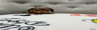 Miniature Dachshund 5