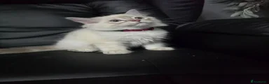 Persian Kitten 1