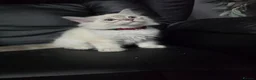 Persian cats for sale: Persain chinchilla blue eyes colourpoint kittens   - Advert 26