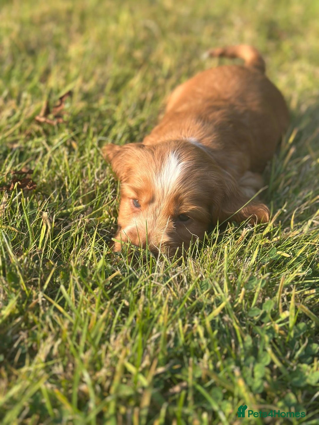 Cocker Spaniel dogs for sale: STUNNING Rizi Bizi sired Cocker puppies DNA Tested - Image 30