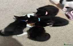 Domestic Shorthair cats for sale: Black and grey kittens - Image 1
