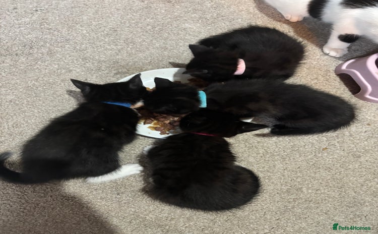 Domestic Shorthair cats for sale - Advert 1
