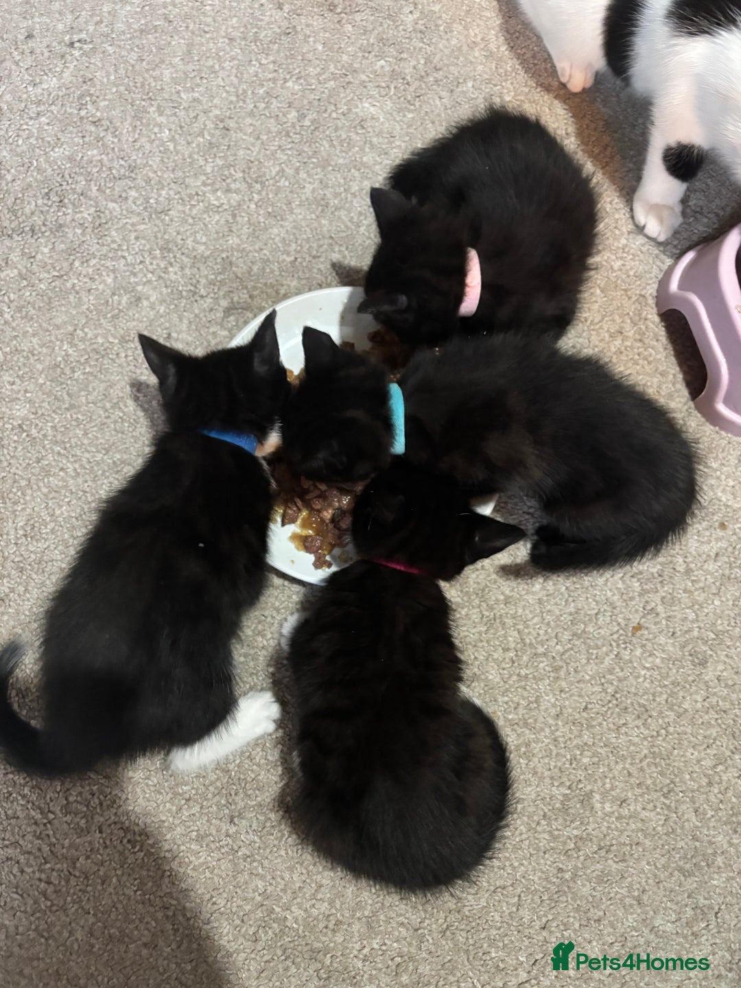 Domestic Shorthair cats for sale: Black and grey kittens - Image 1