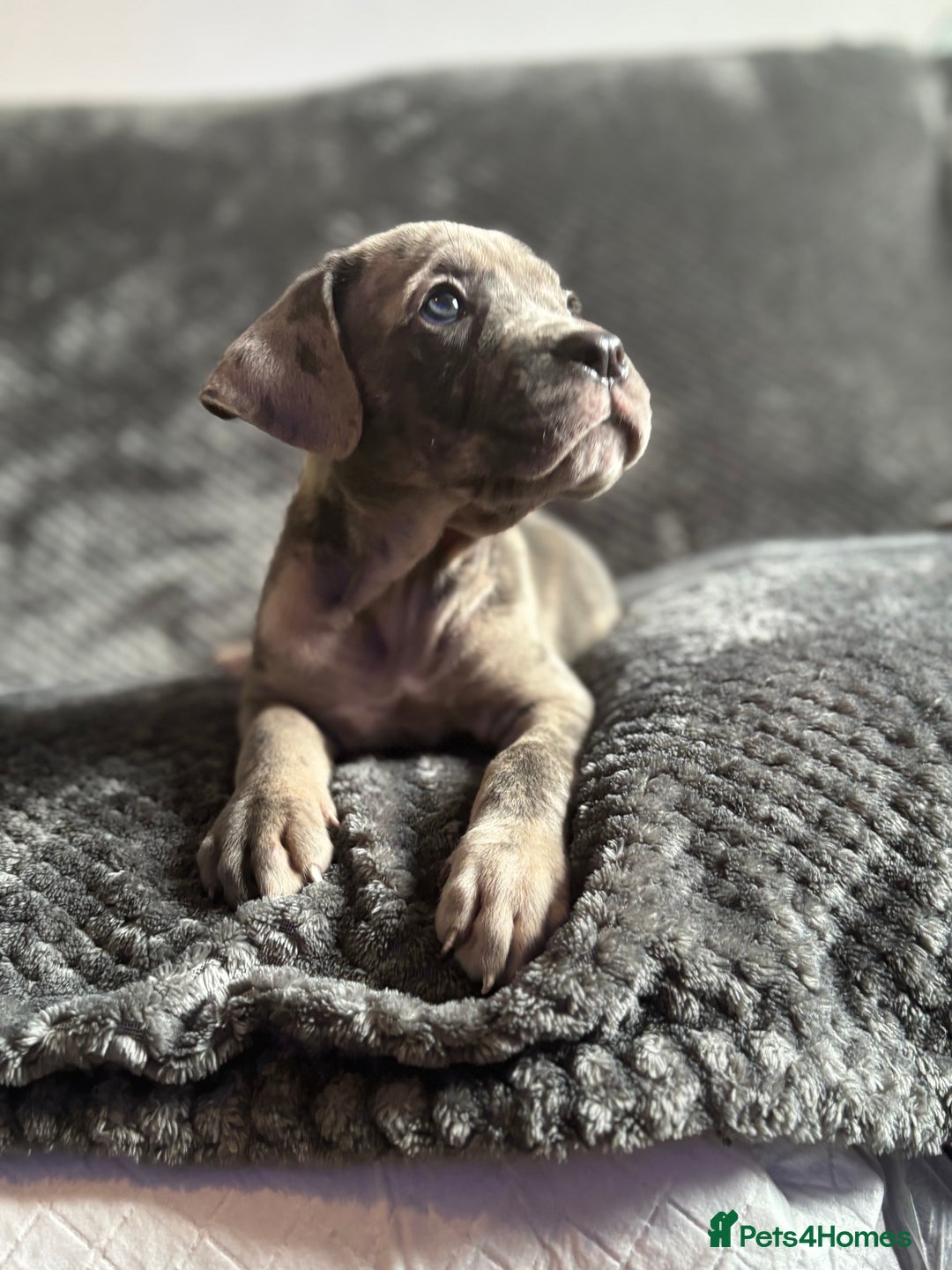 Cane Corso dogs for sale: Beautiful Cane corso Pups  - Image 26