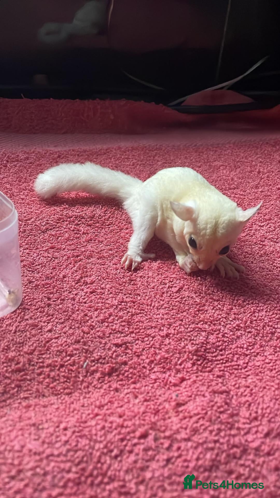 Sugar Glider rodents Creamino het leu baby boy - Advert 23