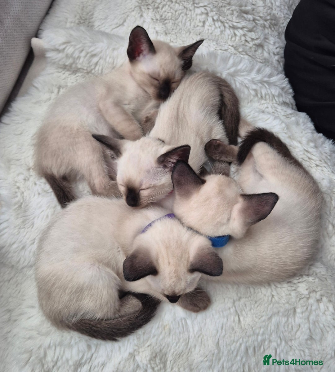 Siamese cats for sale: 1 Seal Point Siamese Kitten GCCF registered  - Image 10