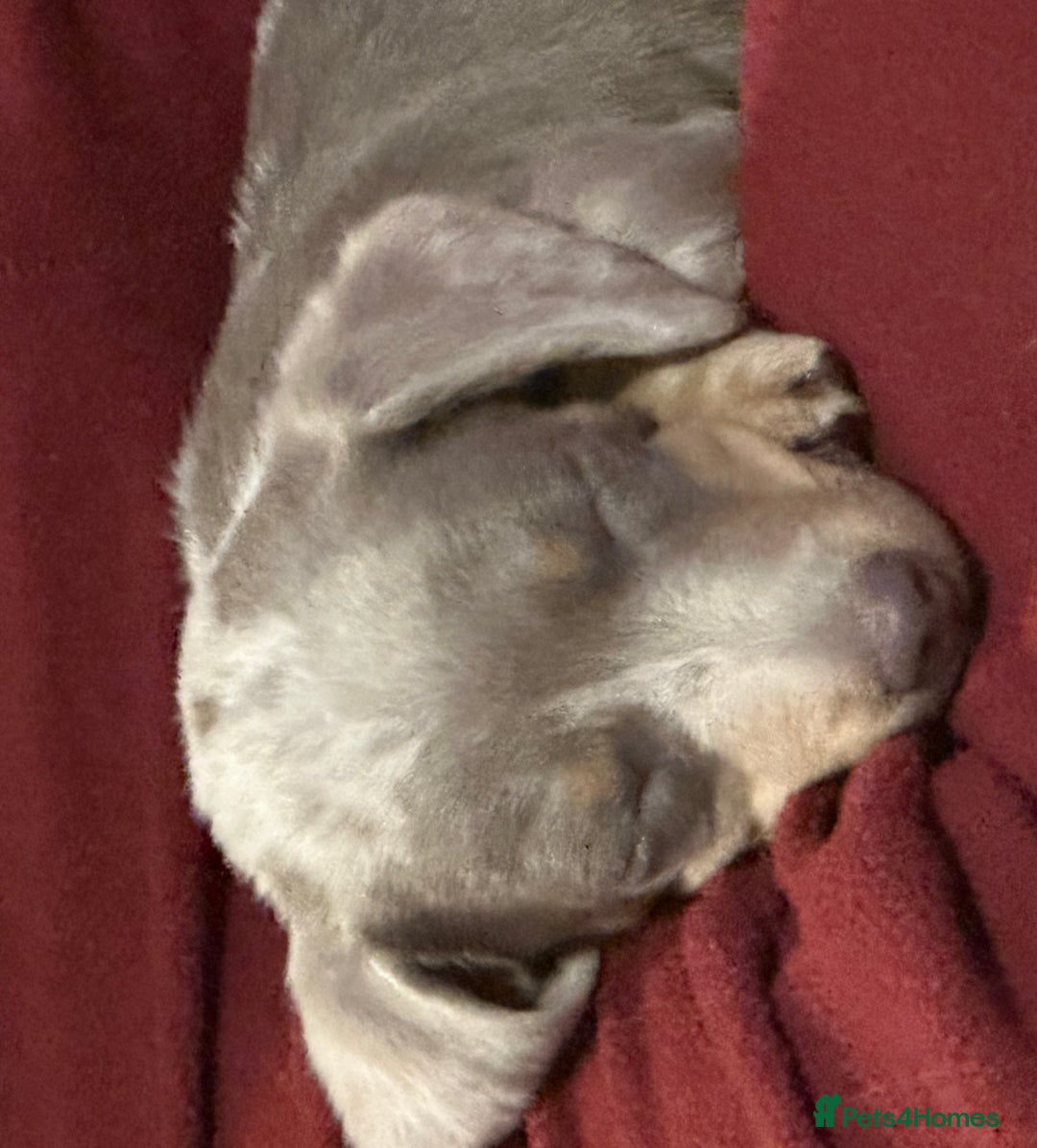 Miniature Dachshund dogs for sale: Dapple Mini Dachshund pup - Advert 5