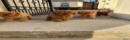 Cavapoo dogs for sale: Beautiful Cavapoo puppies  - Advert 8