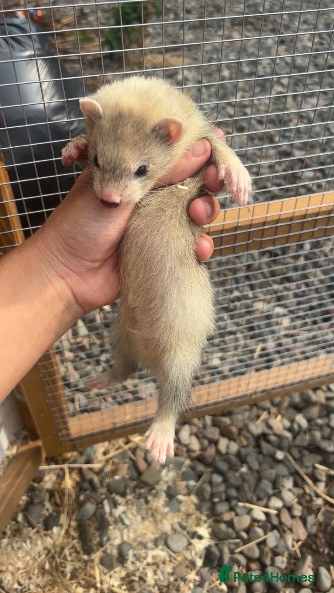 Ferret rodents for sale: 2 hobs  - Advert 2