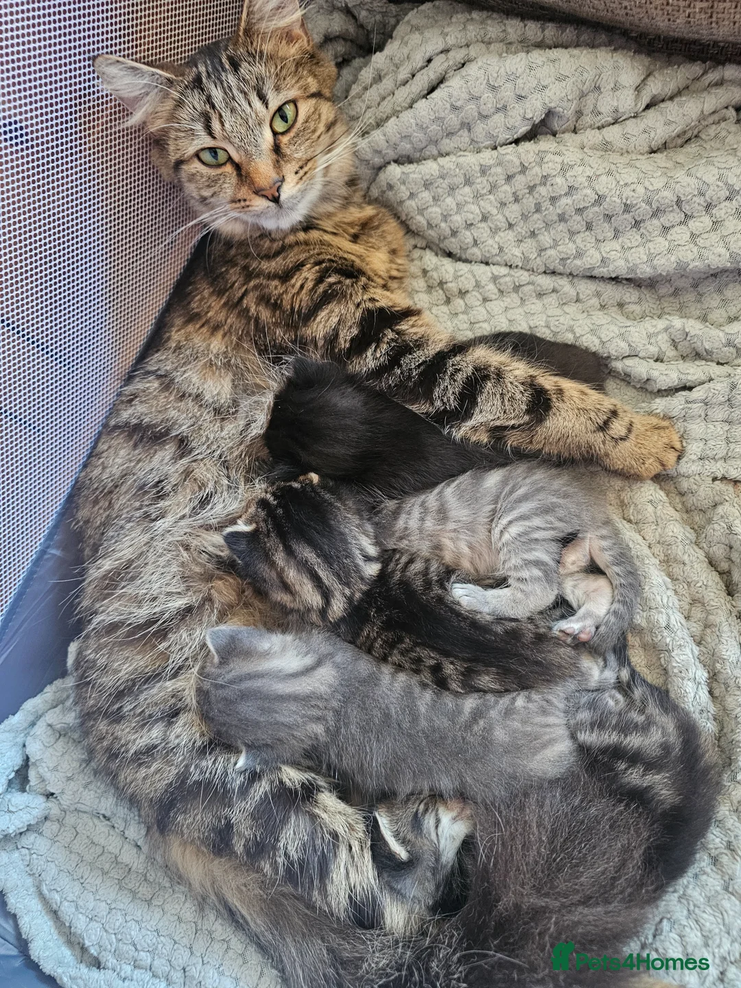 Mixed Breed cats for sale: Beautiful fluffy kittens  in Newport - Advert 2