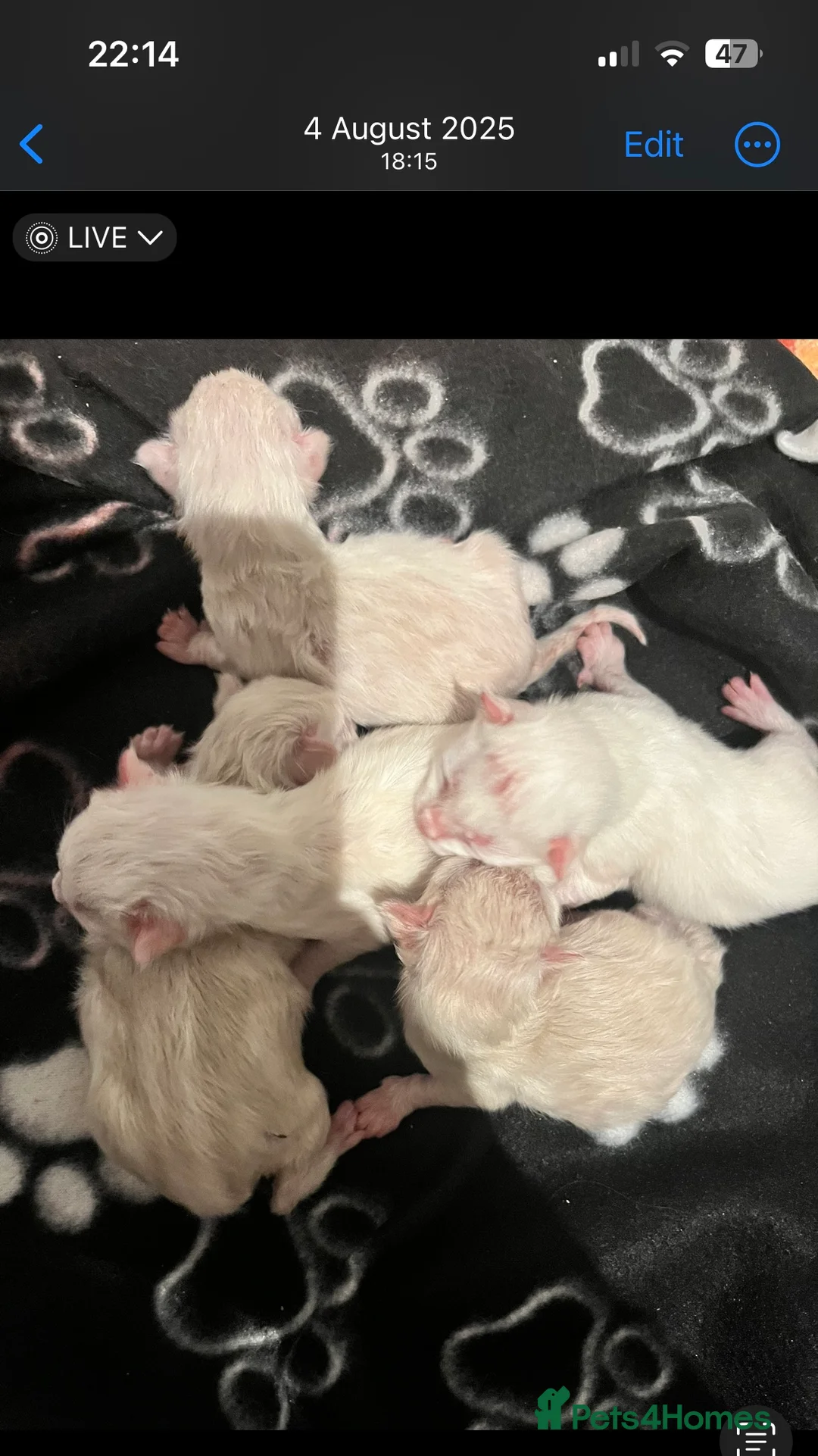 Ragdoll cats for sale: Beautiful ragdoll babies  - Advert 4