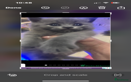 British Shorthair cats for sale: British Shorthair kittens  - Image 6
