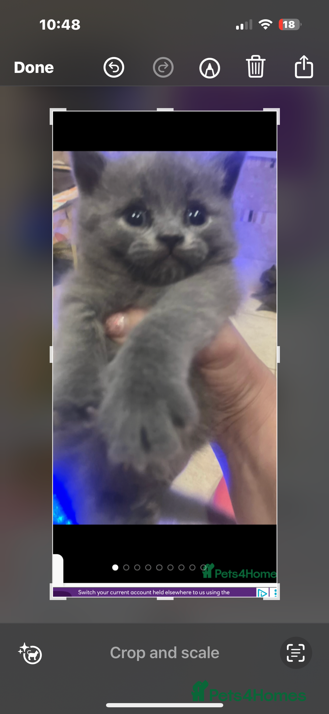 British Shorthair cats for sale: British Shorthair kittens  - Image 6