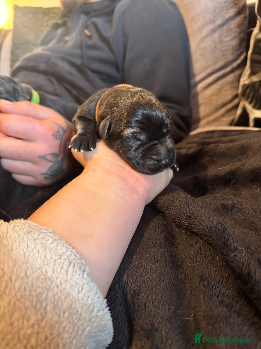 German Shepherd dogs for sale: 🧬Working Line German Shepherds, Full HealthTested - Advert 34