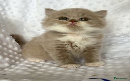 British Shorthair cats for sale: Tica registered lilac bi kittens available  - Image 2