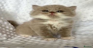 British Shorthair cats - Advert 9