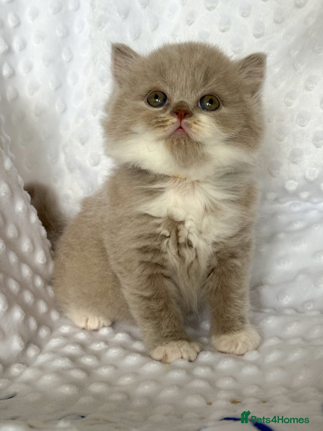 British Shorthair cats for sale: Tica registered lilac bi kittens available  - Image 2