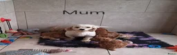 Cavachon dogs for sale: Beautiful Cavapoochons puppies - Advert 3