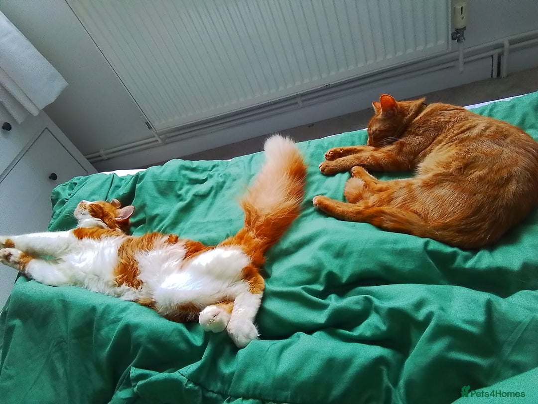 Mixed Breed cats for sale: Cats 🥰 - Image 2