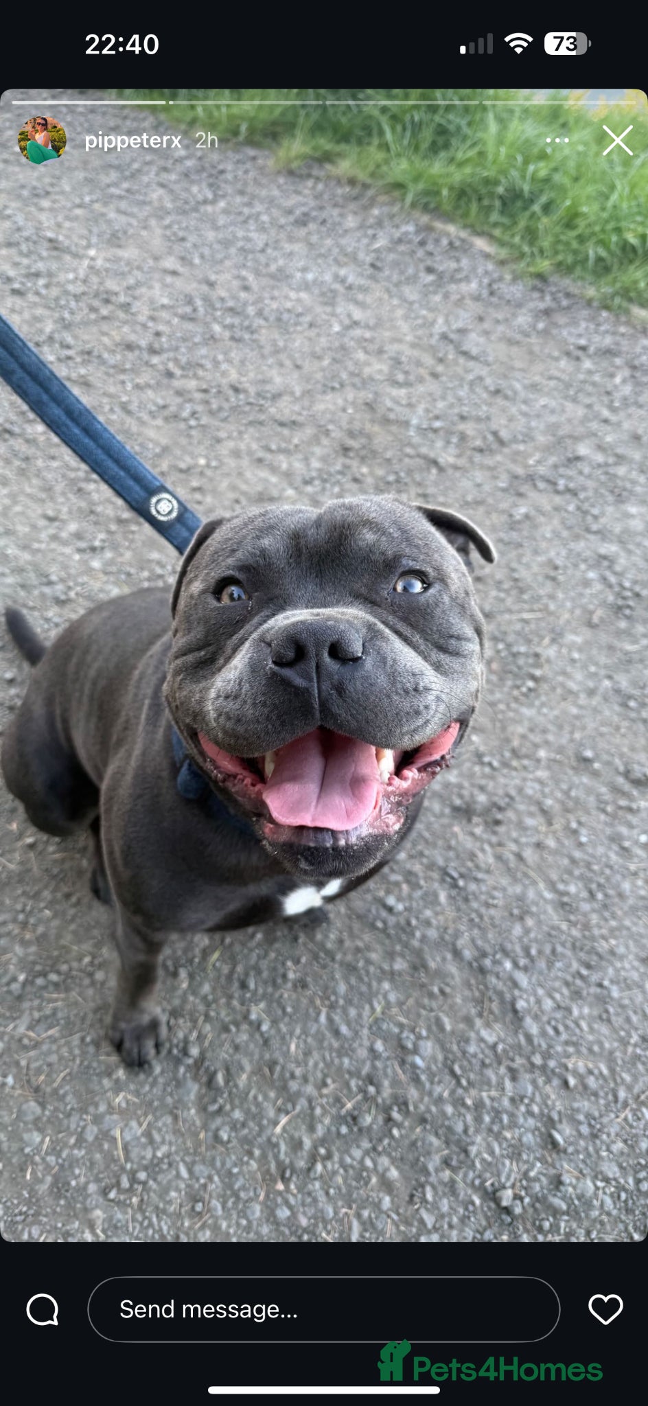Staffordshire Bull Terrier dogs for stud: Blue Staffordshire Bull Terrier for Stud in Dundee - Advert 17