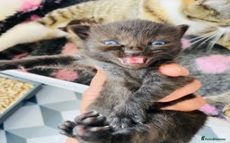 Bengal cats for sale: Beautiful Female Kittens - Image 7