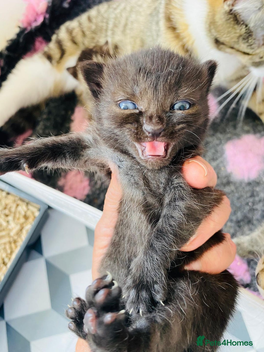 Bengal cats for sale: Beautiful Female Kittens - Image 7