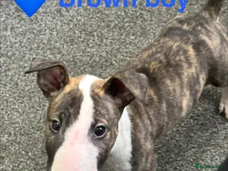 English Bull Terrier dogs Male English bull terrier - Advert 3