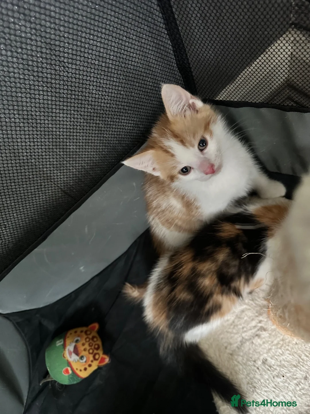 Mixed Breed cats for sale: Kittens available  - Advert 1